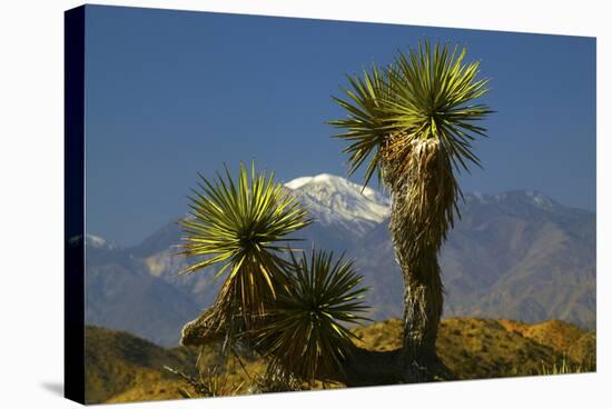 Joshua Trees, Joshua Tree National Park, California, USA-Michel Hersen-Stretched Canvas