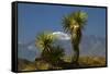 Joshua Trees, Joshua Tree National Park, California, USA-Michel Hersen-Framed Stretched Canvas