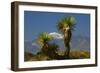 Joshua Trees, Joshua Tree National Park, California, USA-Michel Hersen-Framed Photographic Print