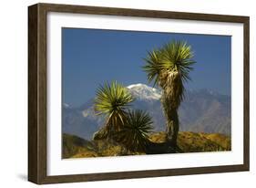 Joshua Trees, Joshua Tree National Park, California, USA-Michel Hersen-Framed Photographic Print