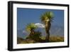 Joshua Trees, Joshua Tree National Park, California, USA-Michel Hersen-Framed Photographic Print