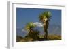 Joshua Trees, Joshua Tree National Park, California, USA-Michel Hersen-Framed Photographic Print