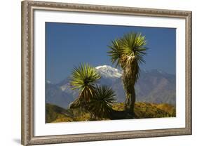 Joshua Trees, Joshua Tree National Park, California, USA-Michel Hersen-Framed Photographic Print