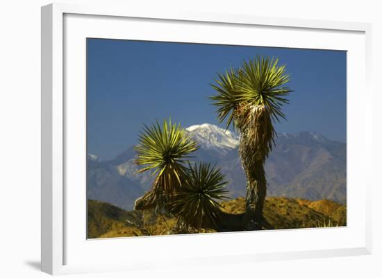 Joshua Trees, Joshua Tree National Park, California, USA-Michel Hersen-Framed Photographic Print