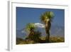 Joshua Trees, Joshua Tree National Park, California, USA-Michel Hersen-Framed Photographic Print