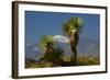 Joshua Trees, Joshua Tree National Park, California, USA-Michel Hersen-Framed Photographic Print