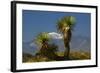 Joshua Trees, Joshua Tree National Park, California, USA-Michel Hersen-Framed Photographic Print