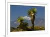 Joshua Trees, Joshua Tree National Park, California, USA-Michel Hersen-Framed Photographic Print