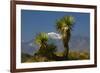 Joshua Trees, Joshua Tree National Park, California, USA-Michel Hersen-Framed Photographic Print