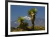 Joshua Trees, Joshua Tree National Park, California, USA-Michel Hersen-Framed Photographic Print