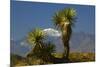 Joshua Trees, Joshua Tree National Park, California, USA-Michel Hersen-Mounted Photographic Print