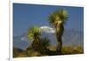 Joshua Trees, Joshua Tree National Park, California, USA-Michel Hersen-Framed Photographic Print