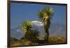 Joshua Trees, Joshua Tree National Park, California, USA-Michel Hersen-Framed Photographic Print