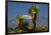 Joshua Trees, Joshua Tree National Park, California, USA-Michel Hersen-Framed Photographic Print