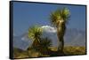 Joshua Trees, Joshua Tree National Park, California, USA-Michel Hersen-Framed Stretched Canvas