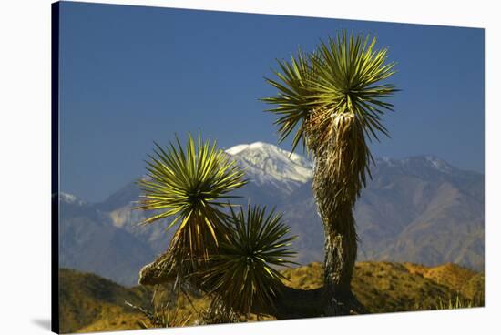 Joshua Trees, Joshua Tree National Park, California, USA-Michel Hersen-Stretched Canvas