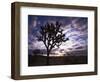 Joshua Trees, Joshua Tree National Park, California, USA-Charles Gurche-Framed Photographic Print