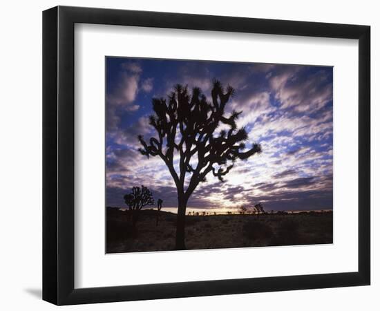 Joshua Trees, Joshua Tree National Park, California, USA-Charles Gurche-Framed Photographic Print