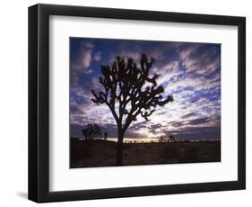 Joshua Trees, Joshua Tree National Park, California, USA-Charles Gurche-Framed Photographic Print