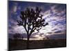 Joshua Trees, Joshua Tree National Park, California, USA-Charles Gurche-Mounted Photographic Print