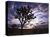 Joshua Trees, Joshua Tree National Park, California, USA-Charles Gurche-Stretched Canvas