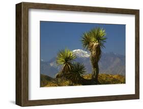 Joshua Trees, Joshua Tree National Park, California, USA-Michel Hersen-Framed Photographic Print