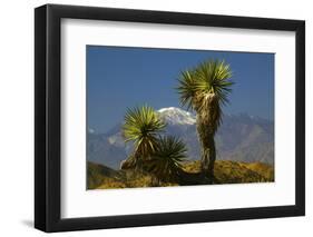 Joshua Trees, Joshua Tree National Park, California, USA-Michel Hersen-Framed Premium Photographic Print