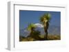 Joshua Trees, Joshua Tree National Park, California, USA-Michel Hersen-Framed Premium Photographic Print