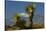 Joshua Trees, Joshua Tree National Park, California, USA-Michel Hersen-Stretched Canvas