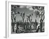 Joshua Trees, Mojave Desert, 1942-Brett Weston-Framed Photographic Print