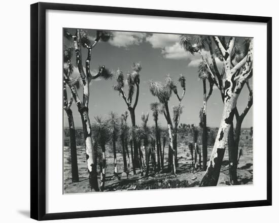 Joshua Trees, Mojave Desert, 1942-Brett Weston-Framed Photographic Print