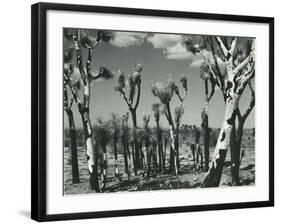 Joshua Trees, Mojave Desert, 1942-Brett Weston-Framed Photographic Print