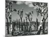 Joshua Trees, Mojave Desert, 1942-Brett Weston-Mounted Photographic Print