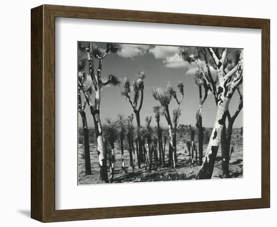 Joshua Trees, Mojave Desert, 1942-Brett Weston-Framed Photographic Print