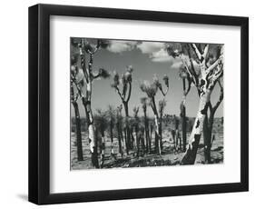 Joshua Trees, Mojave Desert, 1942-Brett Weston-Framed Photographic Print