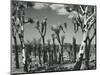 Joshua Trees, Mojave Desert, 1942-Brett Weston-Mounted Photographic Print