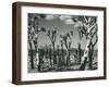 Joshua Trees, Mojave Desert, 1942-Brett Weston-Framed Premium Photographic Print