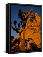 Joshua Trees, Mojave Desert, California, USA-Jerry Ginsberg-Framed Stretched Canvas
