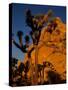 Joshua Trees, Mojave Desert, California, USA-Jerry Ginsberg-Stretched Canvas