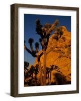 Joshua Trees, Mojave Desert, California, USA-Jerry Ginsberg-Framed Photographic Print