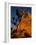 Joshua Trees, Mojave Desert, California, USA-Jerry Ginsberg-Framed Photographic Print