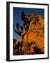 Joshua Trees, Mojave Desert, California, USA-Jerry Ginsberg-Framed Photographic Print