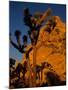 Joshua Trees, Mojave Desert, California, USA-Jerry Ginsberg-Mounted Photographic Print