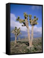 Joshua Trees Near Death Valley, Joshua Tree National Park, California, USA-Roy Rainford-Framed Stretched Canvas