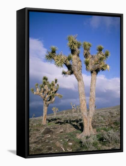 Joshua Trees Near Death Valley, Joshua Tree National Park, California, USA-Roy Rainford-Framed Stretched Canvas