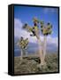 Joshua Trees Near Death Valley, Joshua Tree National Park, California, USA-Roy Rainford-Framed Stretched Canvas