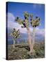 Joshua Trees Near Death Valley, Joshua Tree National Park, California, USA-Roy Rainford-Stretched Canvas