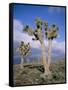 Joshua Trees Near Death Valley, Joshua Tree National Park, California, USA-Roy Rainford-Framed Stretched Canvas