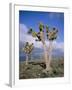 Joshua Trees Near Death Valley, Joshua Tree National Park, California, USA-Roy Rainford-Framed Photographic Print