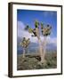 Joshua Trees Near Death Valley, Joshua Tree National Park, California, USA-Roy Rainford-Framed Photographic Print